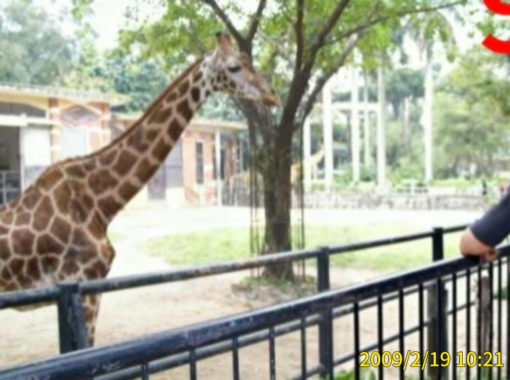 我和长颈鹿的合照